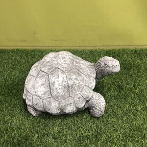 Tortoise