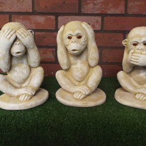 Wise chimps y