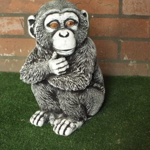 Chimp