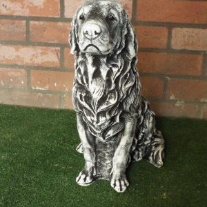 Golden retriever black