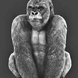 Adam Gorilla