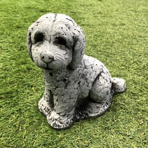 cockapoo black and white