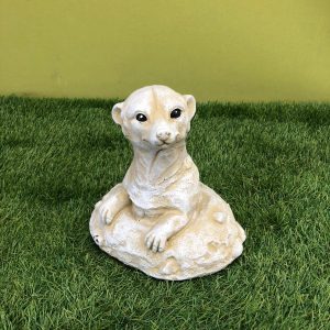 Baby meerkat